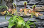 Paph.v.jpg