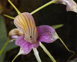 web.masdevallia caudata.jpg