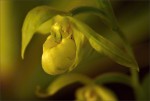 web.cypripedium henryanum.jpg