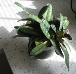 1-paph..jpg