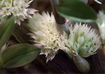 web.dendrobium capituliflorum.jpg