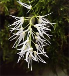 web.dendrobium linguiforme.jpg