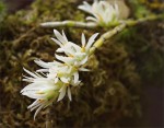 web.dendrobium bracteosum,white.jpg