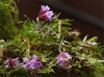 web.dendrobium alaticaulinum.jpg