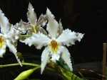 Odontoglossum crispum.jpg