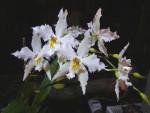 Kopie (2) - orchideje 1487.jpg