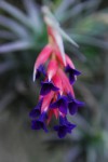 6366_Tillandsia aeranthos.jpg