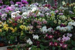 6377_Phalaenopsis-expozice.jpg