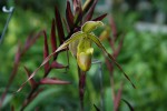 6384_Phragmipedium longifolium.jpg