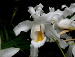 orchideje 1490.jpg