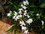 orchideje 1488.jpg