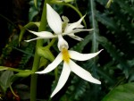 Calanthe triplicata.jpg