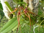 Bulbophyllum wenlandianum.JPG