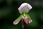 Paphiopedilum callosum..jpg