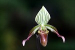 Paphiopedilum urbanianum..jpg