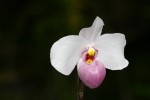 Paphiopedilum delenatii.jpg