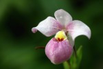 Phragmipedium schlimii.jpg