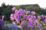 Dianthus superbus.JPG