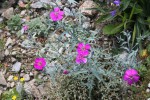 Dianthus versicolor.JPG