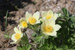 Pulsatilla patens ssp. flavescens II.JPG