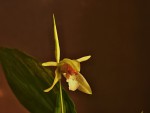 Coelogyne rumphii.jpg