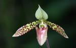 Paphiopedilum sukhakulii.jpg