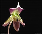 web.paphiopedilum thailandense.II.txt.jpg