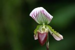 Paphiopedilum callosum...jpg