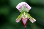 Paphiopedilum callosum4.jpg