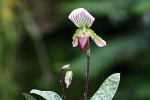 Paphiopedilum callosum3.jpg