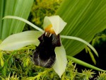 Coelogyne rumphii.jpg