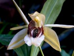 Coelogyne celebensis.jpg