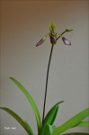 Paph_lowii4a.jpg