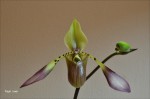 Paph_lowii3a.jpg