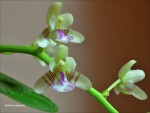 Sediera japonica2a.jpg