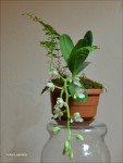 Sediera japonica1a.jpg