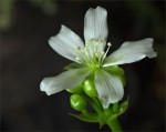 web.dionaea muscipula.jpg