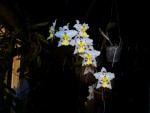 orchideje 1485.jpg