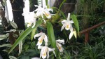 Coelogine cristata.JPG