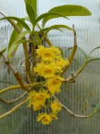 Dendrobium harveyanum.JPG