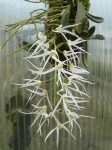 Dendrobium linguiforme.JPG