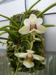 Holcoglossum flavescens.JPG