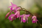 Laelia autumnalis.jpg