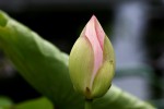 Nelumbo nucifera-01.jpg