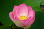 Nelumbo nucifera-04.jpg