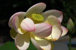 Nelumbo nucifera-05.jpg