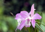 Laelia speciosa...jpg