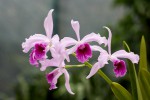 Laelia purpurata.jpg