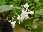 Dendrobium abberans1.JPG