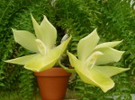 Catasetum pileatum Oro Verde1.JPG